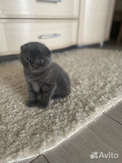 Шотландские котята