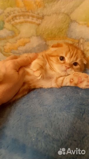 Шотландский рыжик