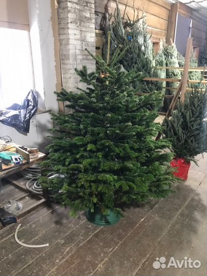 Датская ель, Пихта Нордмана