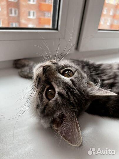 Британский кот