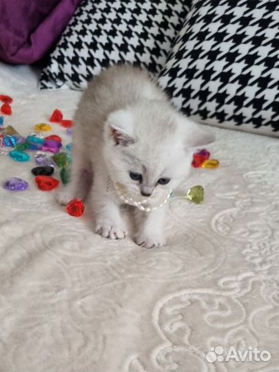 Красавчики