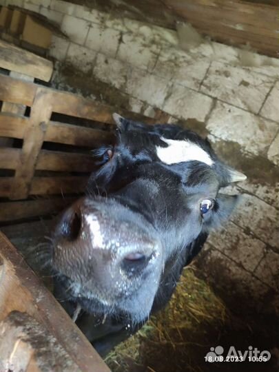 Телочка 10 месяцев