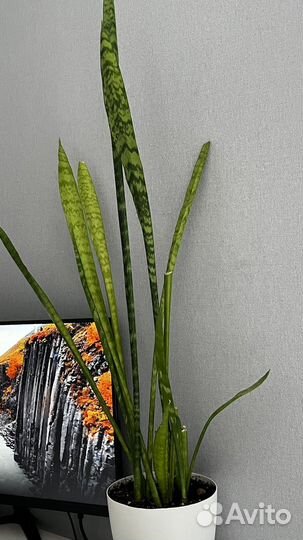 Сансевиерия, тещин язык, щучий хвост