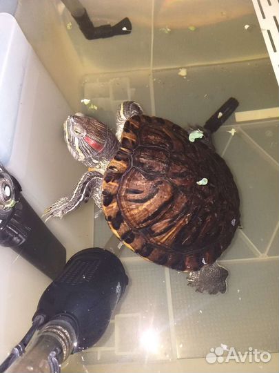 Красноухая черепаха бесплатно