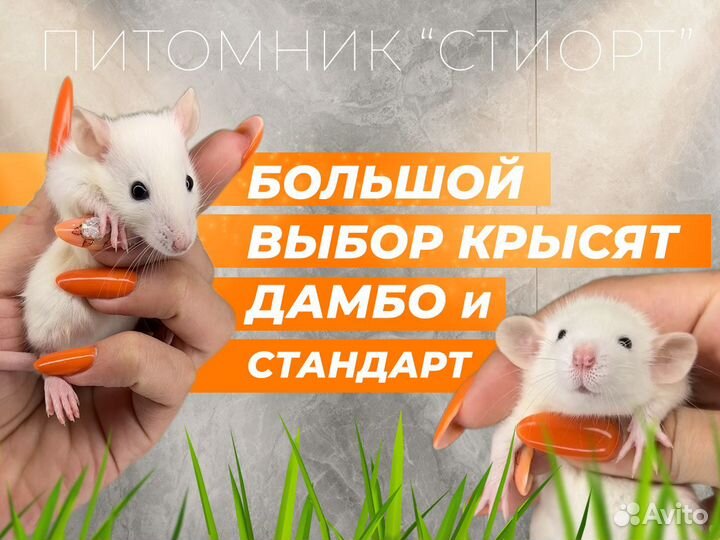 Крысы Дамбо. Крысята Дамбо от питомника