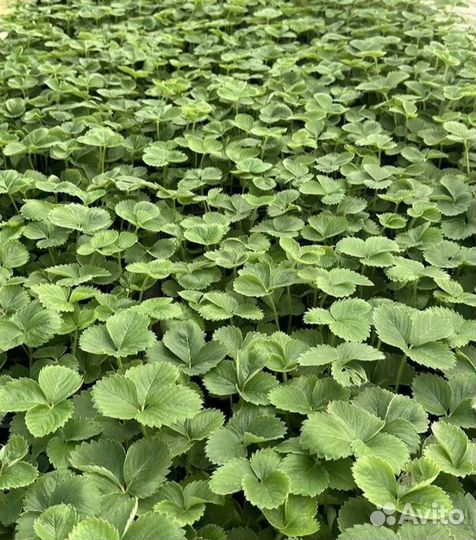 Рассада клубники Мурано