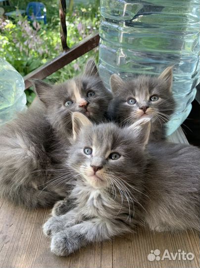 Серые котята пушистые мальчики (коты)