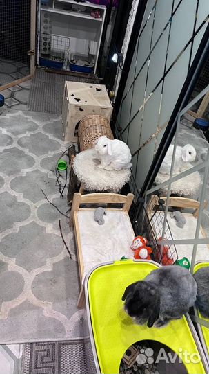 Декоративные кролики. Ищу заботливые руки