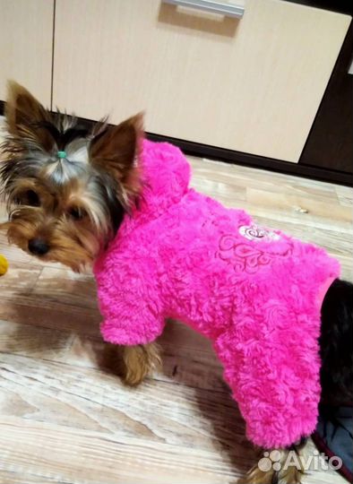 Одежда для собак мелких пород зима