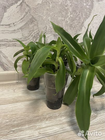 Цветок золотой ус