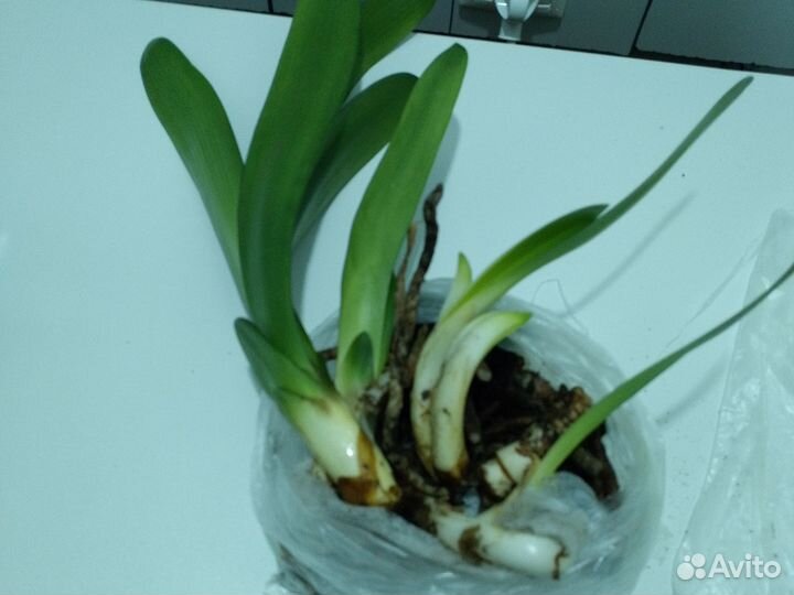 Комнатные цветы кливия