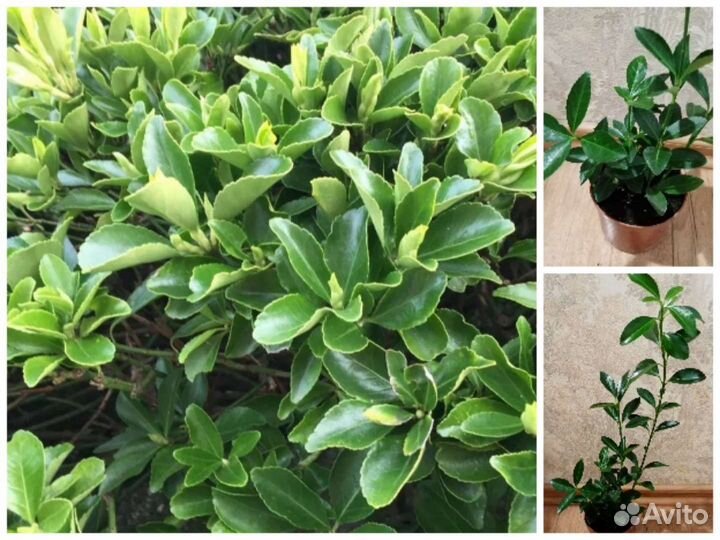 Ива Бересклет Пузыреплодник Спирея