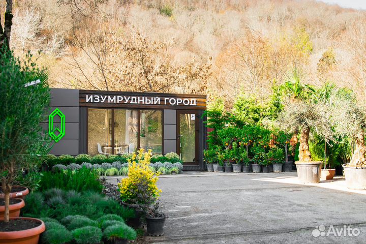 Пальма Вашингтония (Италия) 150-200 см