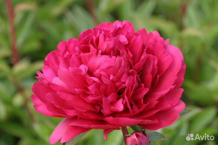 Саженцы пионов