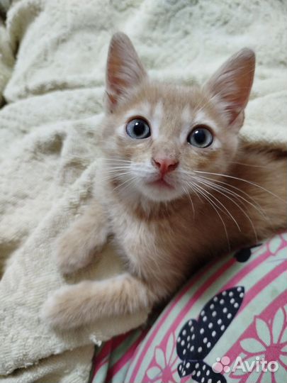 Котенок-абрикосик в поисках дома