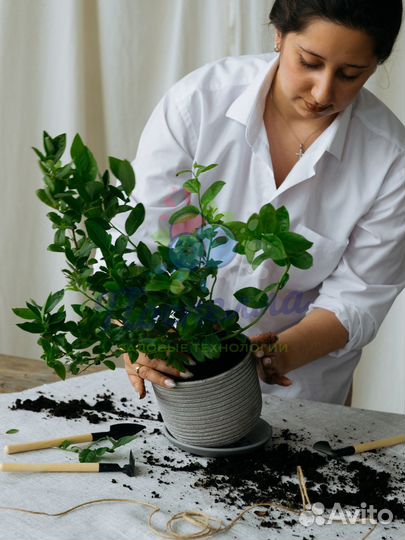 Саженцы голубики разных сортов