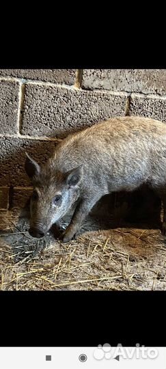 Дикие кабаны смесь с венгерским