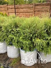 Садовые растения