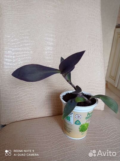 Традесканция пурпурная