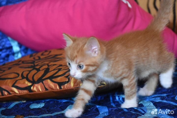 Котята в добрые руки бесплатно