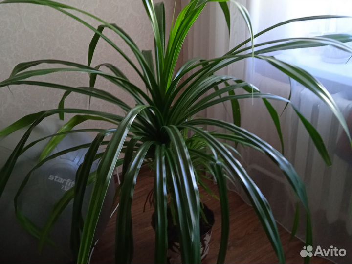 Пальма панданус детки