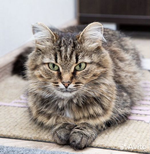 Кошечка Сима в добрые руки