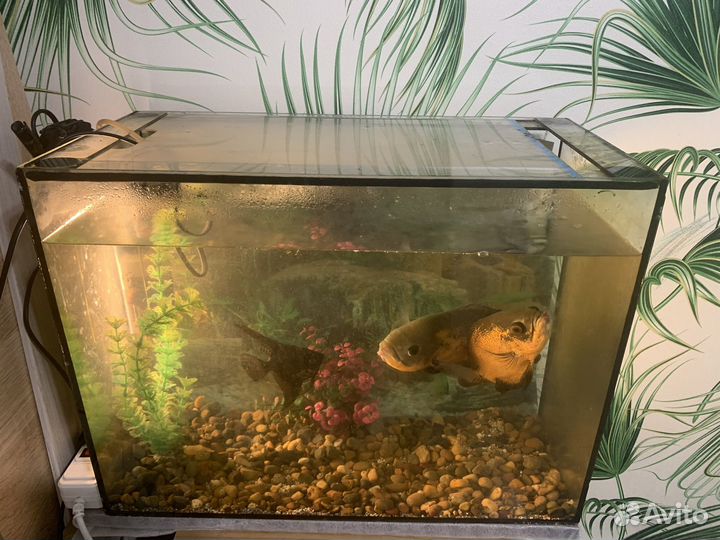 Астронотусы пара