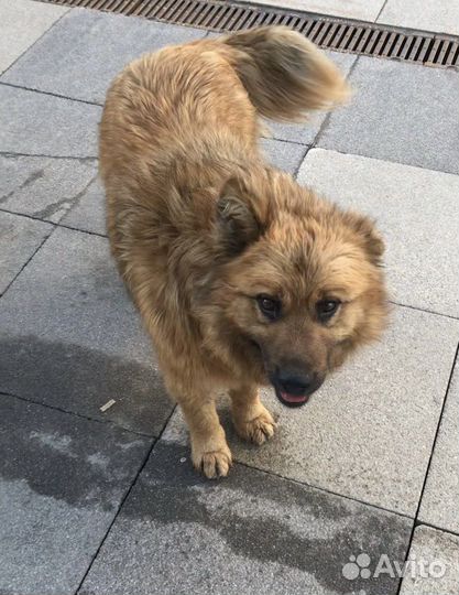 Потерялась собака кобель