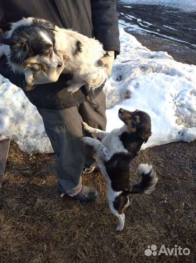 Собачки стерилизованные 1-2 года