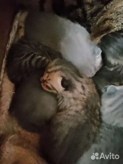 Котята Британцы