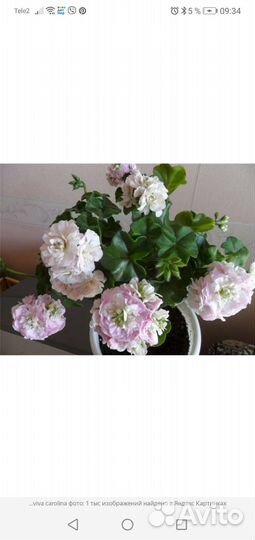 Пеларгония герань сортовая