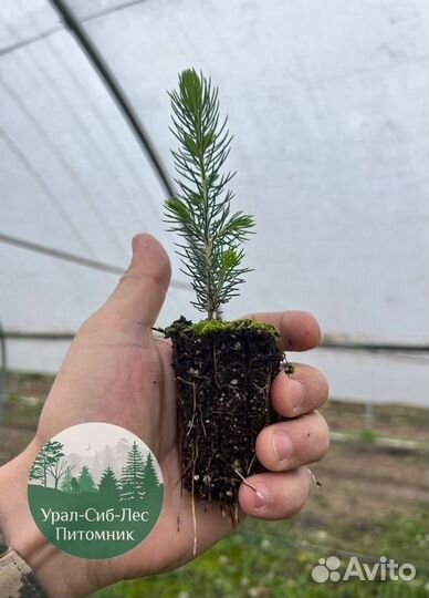 Зкс и окс Сосна Ель Лиственница сеянцы Голуб горн