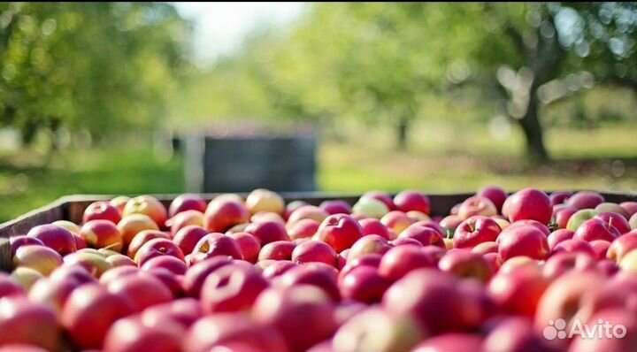 Яблоки оптом