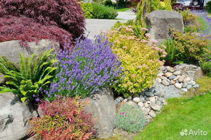 Лаванда саженцы