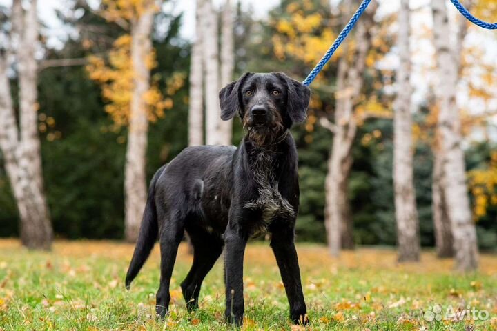 Бруно ищет дом