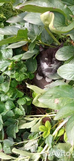 Кошка в дар бесплатно