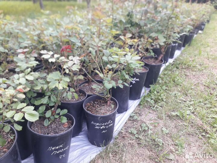 Розы 40 сортов