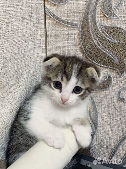 Вислоухие котята