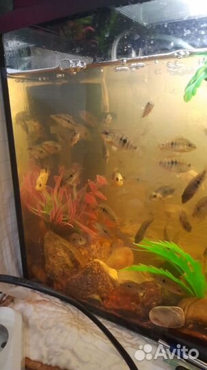 Мальки цихлид