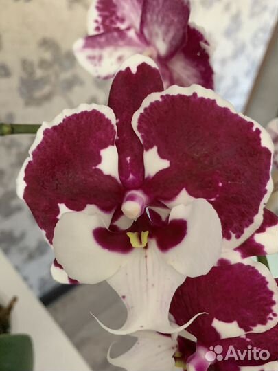 Орхидея фаленопсис Санта Клаус