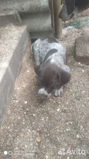 Щенок курцхаара