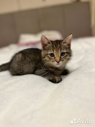 Котенок в дар
