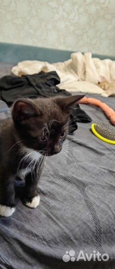 Мягкие всратыши