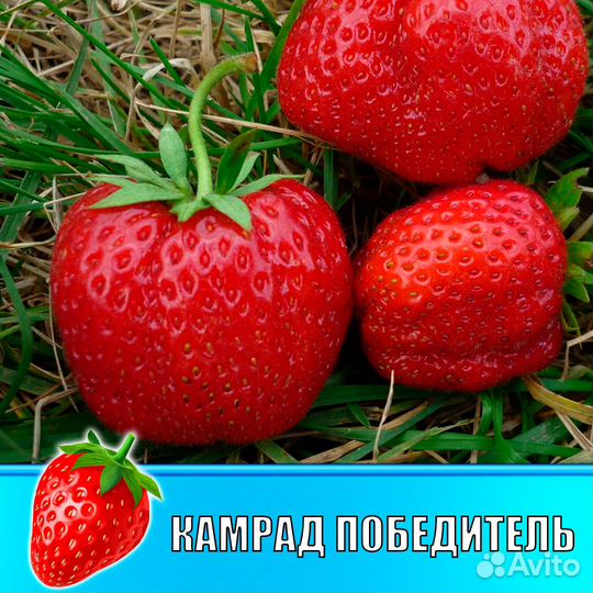 Сортовая рассада клубники