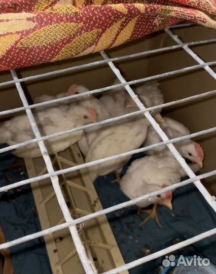 Цыплята несушки минорки подрощенные
