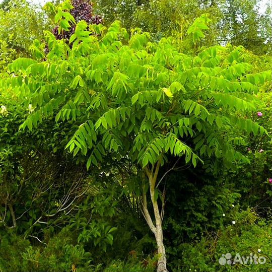 Саженцы маньчжурского ореха от 3лет и старше