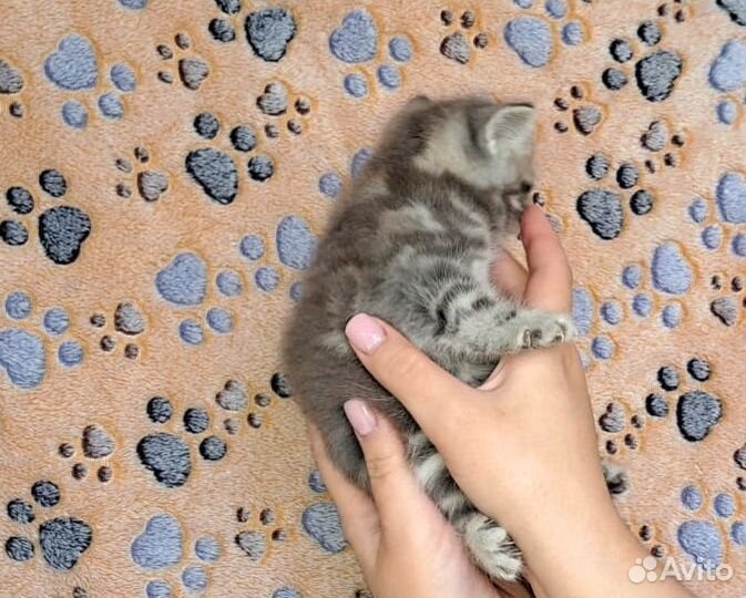 Шотландский котенок девочка, окрас 
