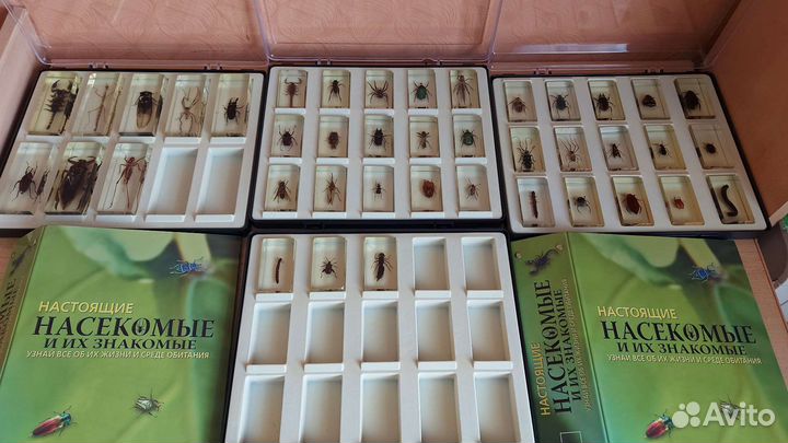 Коллекция жуков и насекомых Деагостини