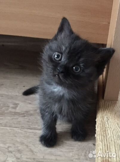 Котята бесплатно