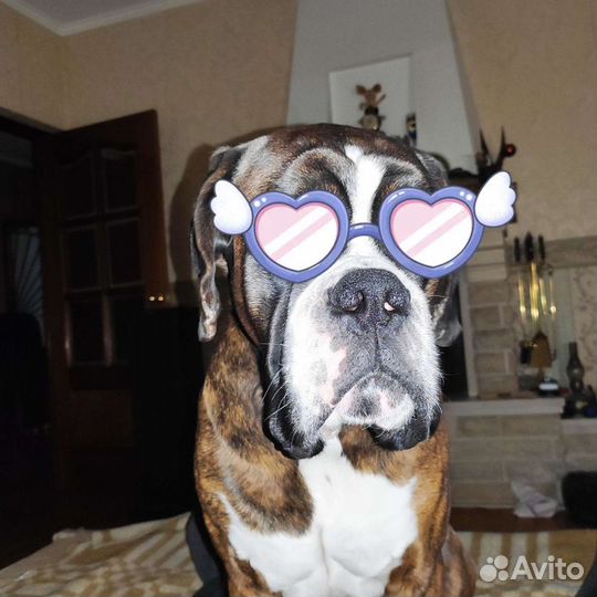 Боксер. Знакомство